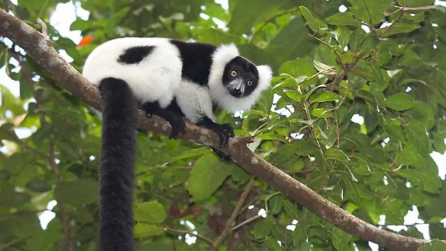 PRIMATOLOGIE Un congrès international sur les lémuriens organisé par Jonah Ratsimbazafy