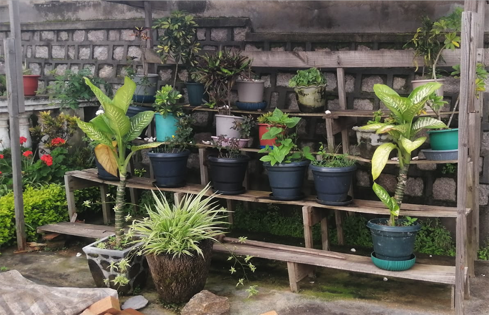 SÉRIE DE VOLS DE PLANTES – La gendarmerie stoppe deux trafiquants