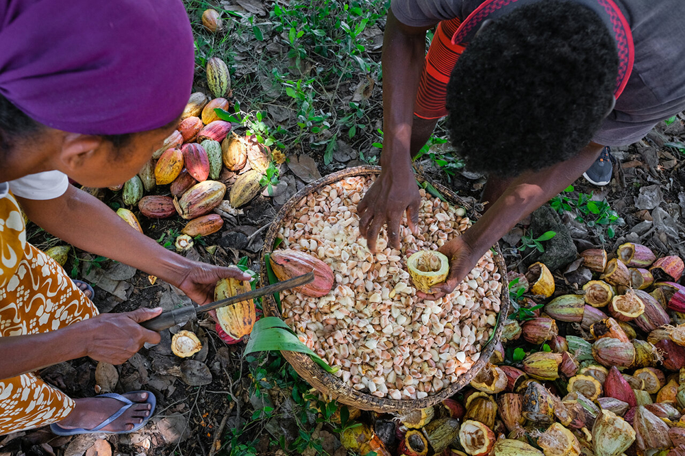 PRODUITS D’EXPORTATION – L’ICCO défend le cacao malgache