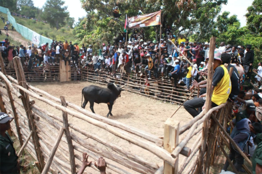 TAUROMACHIE – Le savika incarne l’identité culturelle malgache
