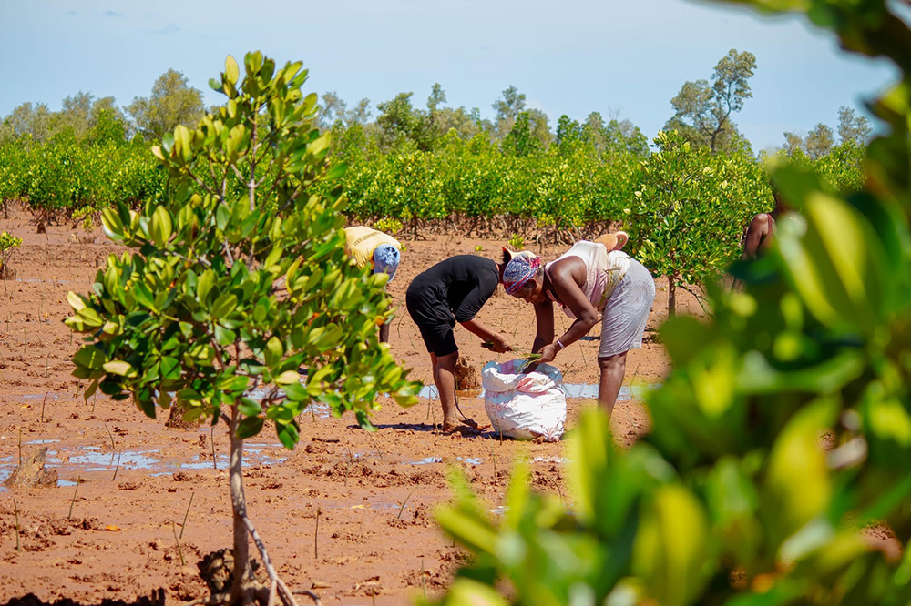 ENVIRONNEMENT – Les mangroves de l’Ouest s’étoffent