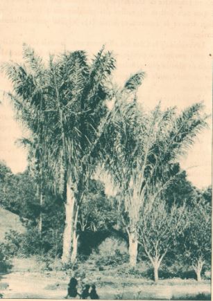 La vision lunaire de la brousse xérophile du Sud